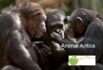 Animal Antics